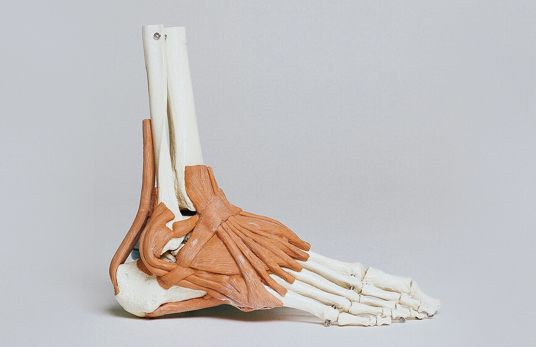 anatomische voet